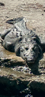 IMG_1838.PNG