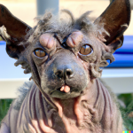 the-ugliest-dog-in-the-world-v0-vdt6oqe4gfw91.png