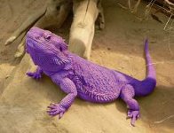 purple-lizard.jpg