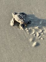 Loggerhead 8.12.23.jpg