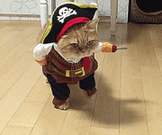 Kitty Pirate.gif