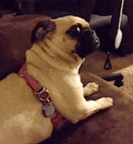 DDD2D862-B8BD-46BA-92A4-90B170CCCA23.gif