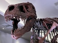 IMG_1180.jpeg