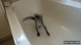 Cat-bathtub-dance.gif