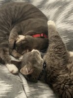 IMG_2822.jpeg