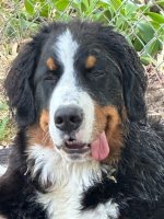 Buster 2.jpg