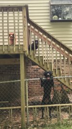 Dogs in back 2020.JPG