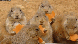 nom nom  - squirrels.gif