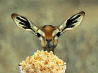 nom_nom-popcorn.gif