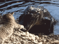 cat v gator.gif