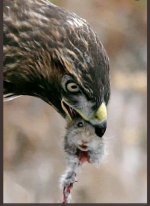 IMG_2678.jpeg