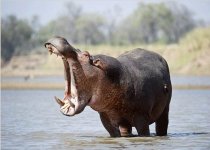 Hippo.jpg