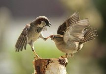 birds.jpg