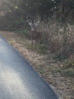 deer.jpg