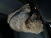 IMG_3657.jpeg
