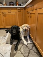 IMG_0461.jpeg