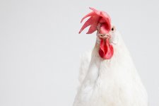 Chicken.jpg