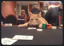 2024-01-26 13_47_06-gambling kitten - Google Search - Brave.png