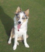 Bama Puppy 1.jpg