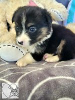 Prince fluffybutt.jpg