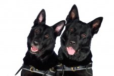 Gretchen and Max_McNamee Law_266 1.jpeg