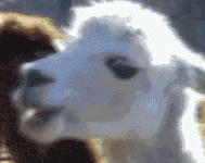 200 (12)5.gif