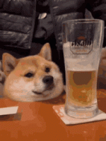 IMG_4225.gif