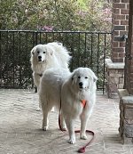 IMG_6240.jpeg