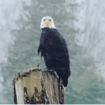 IMG_6418.gif