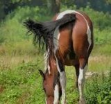 IMG_0120.jpeg