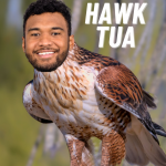 hawk tua.png