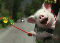 happy piggy.gif