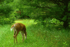 IMG_1606.gif