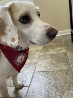 IMG_2713.jpeg