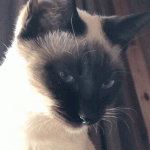 IMG_1985.gif
