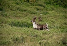 Prancer.jpeg