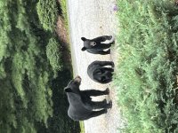 IMG_9858.jpeg