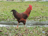 200w.gif