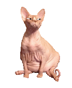 giphy.gif