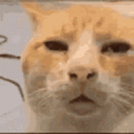 IMG_20241125_121225.gif