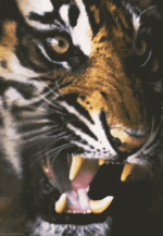 1732984716077.gif