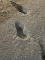 IMG_0224.jpeg