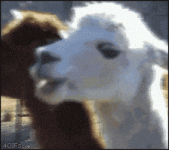 IMG_3818.gif