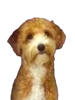 Pebs2.png