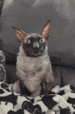 1739928451600.gif