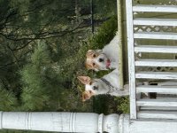 IMG_1374.jpeg