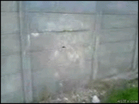 91d3798433e13b86c2e67024d5d302af.gif