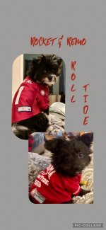 IMG_Rocket & Remo.JPG