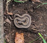 Backyard Snake2.jpg