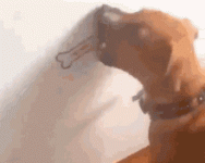 dog with a bone.gif
